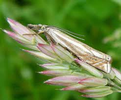 Attēlu rezultāti vaicājumam “Crambus”