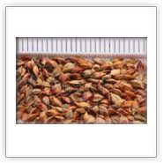 Attēlu rezultāti vaicājumam “Carex acutiformis fruit”