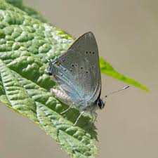 Attēlu rezultāti vaicājumam “Psithyrus sylvestris”