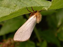 Attēlu rezultāti vaicājumam “Hepialus humuli male”