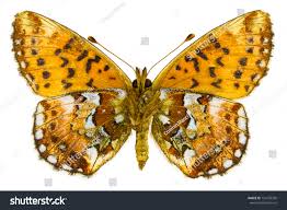 Attēlu rezultāti vaicājumam “Boloria aquilonaris upperside”