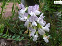 Attēlu rezultāti vaicājumam “Vicia sylvatica bud”