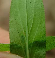 Attēlu rezultāti vaicājumam “Hypericum maculatum leaf”