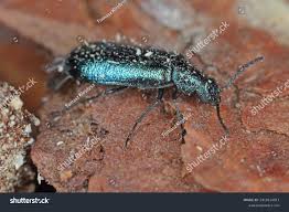 Attēlu rezultāti vaicājumam “Dasytes caeruleus”