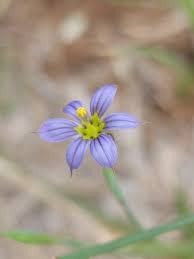 Attēlu rezultāti vaicājumam “Sisyrinchium montanum”