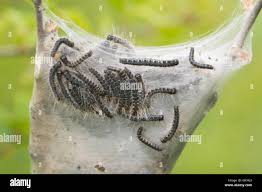 Attēlu rezultāti vaicājumam “Eriogaster lanestris larva”