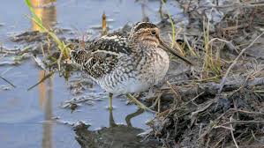 Image result for Gallinago delicata