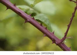 Image result for Rubus sectio