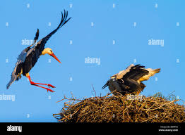 Attēlu rezultāti vaicājumam “Ciconia ciconia juvenile”