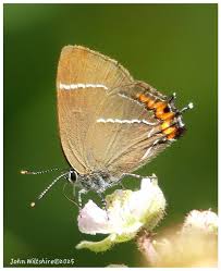 Attēlu rezultāti vaicājumam “Satyrium w-album”