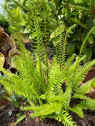 Attēlu rezultāti vaicājumam “Blechnum spicant”