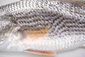 Image result for Sciaenops ocellatus