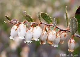 Attēlu rezultāti vaicājumam “Chamaedaphne calyculata leaf”