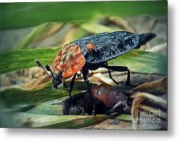 Attēlu rezultāti vaicājumam “Oiceoptoma thoracicum”