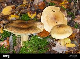 Attēlu rezultāti vaicājumam “Tricholoma flavovirens”