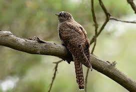 Attēlu rezultāti vaicājumam “Cuculus canorus juvenile”