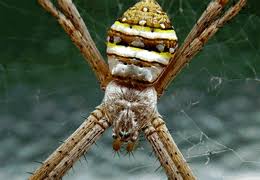 Image result for st andrews cross spider