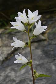 Attēlu rezultāti vaicājumam “Campanula trachelium bud”