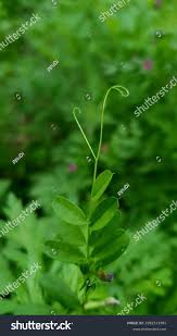 Attēlu rezultāti vaicājumam “Vicia angustifolia”