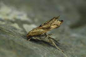 Attēlu rezultāti vaicājumam “Epermenia falciformis”