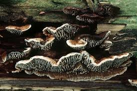 Attēlu rezultāti vaicājumam “Gloeophyllum abietinum”