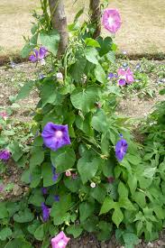 Image result for Ipomoea purpurea