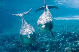 Image result for japan dolphin slaughter