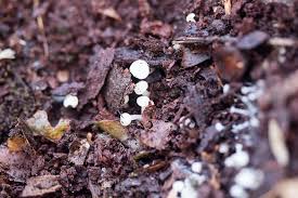 Attēlu rezultāti vaicājumam “Cudoniella acicularis”