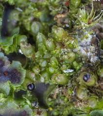 Attēlu rezultāti vaicājumam “Leiocolea collaris”