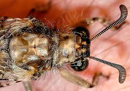 Attēlu rezultāti vaicājumam “Myrmeleontidae”