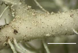 Attēlu rezultāti vaicājumam “Usnea subfloridana”