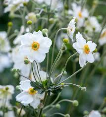 Image result for Anemonenarten