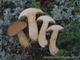 Attēlu rezultāti vaicājumam “Suillus variegatus”