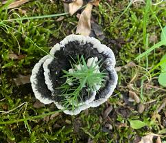 Attēlu rezultāti vaicājumam “Phellodon niger”