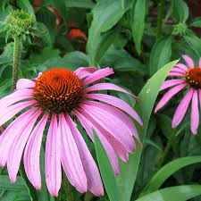 Attēlu rezultāti vaicājumam “Echinacea purpurea flower”