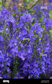 Attēlu rezultāti vaicājumam “Veronica austriaca subsp. teucrium flower”