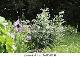 Attēlu rezultāti vaicājumam “Symphytum asperum flower”