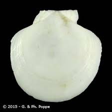 Image result for Placopecten magellanicus