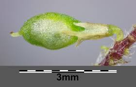 Attēlu rezultāti vaicājumam “Trifolium dubium bud”