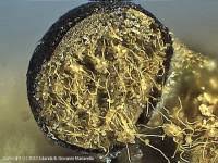 Attēlu rezultāti vaicājumam “Trichia alpina”