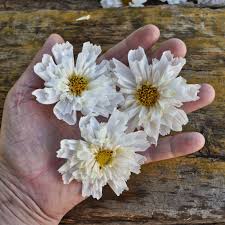 Image result for Cosmos bipinnatus `Double Click`