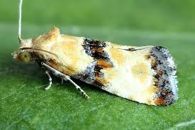 Attēlu rezultāti vaicājumam “Eupoecilia angustana”