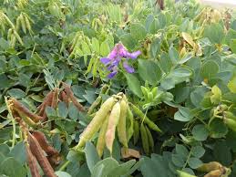 Attēlu rezultāti vaicājumam “Lathyrus japonicus subsp. maritimus flower”