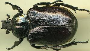 Attēlu rezultāti vaicājumam “Osmoderma barnabita imago”