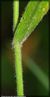 Attēlu rezultāti vaicājumam “Bromopsis benekenii”