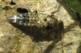 Attēlu rezultāti vaicājumam “Ontholestes murinus”