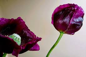 Image result for Papaver somniferum Black