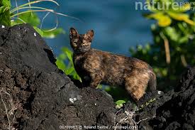 Attēlu rezultāti vaicājumam “Felis silvestris catus”