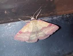 Attēlu rezultāti vaicājumam “Phytometra viridaria”