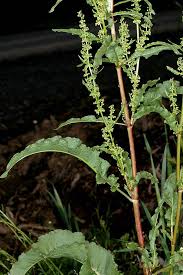 Attēlu rezultāti vaicājumam “Rumex crispus”